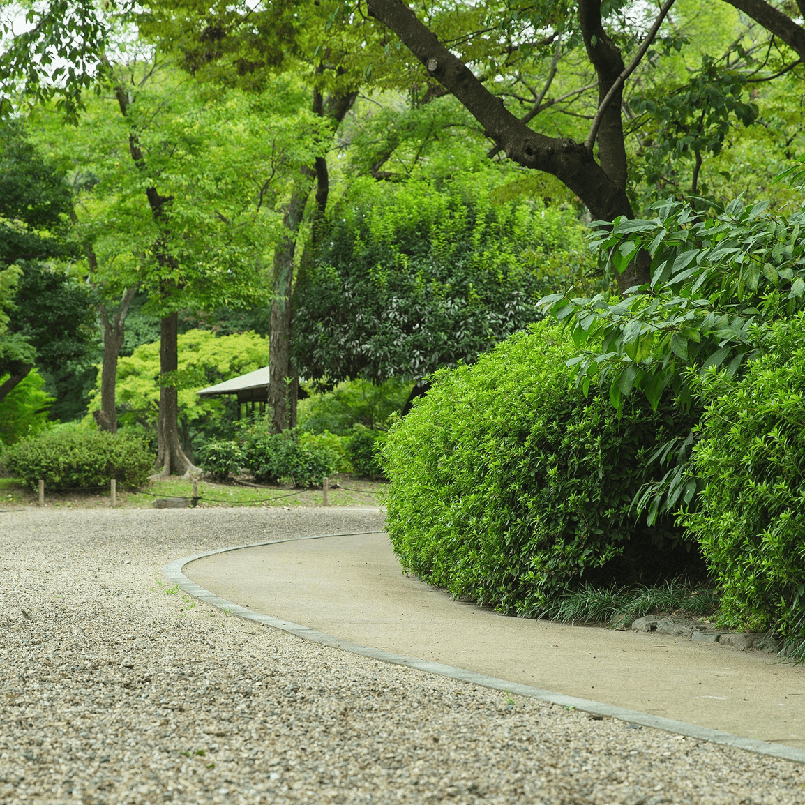 Pathway through lush green garden with trees.