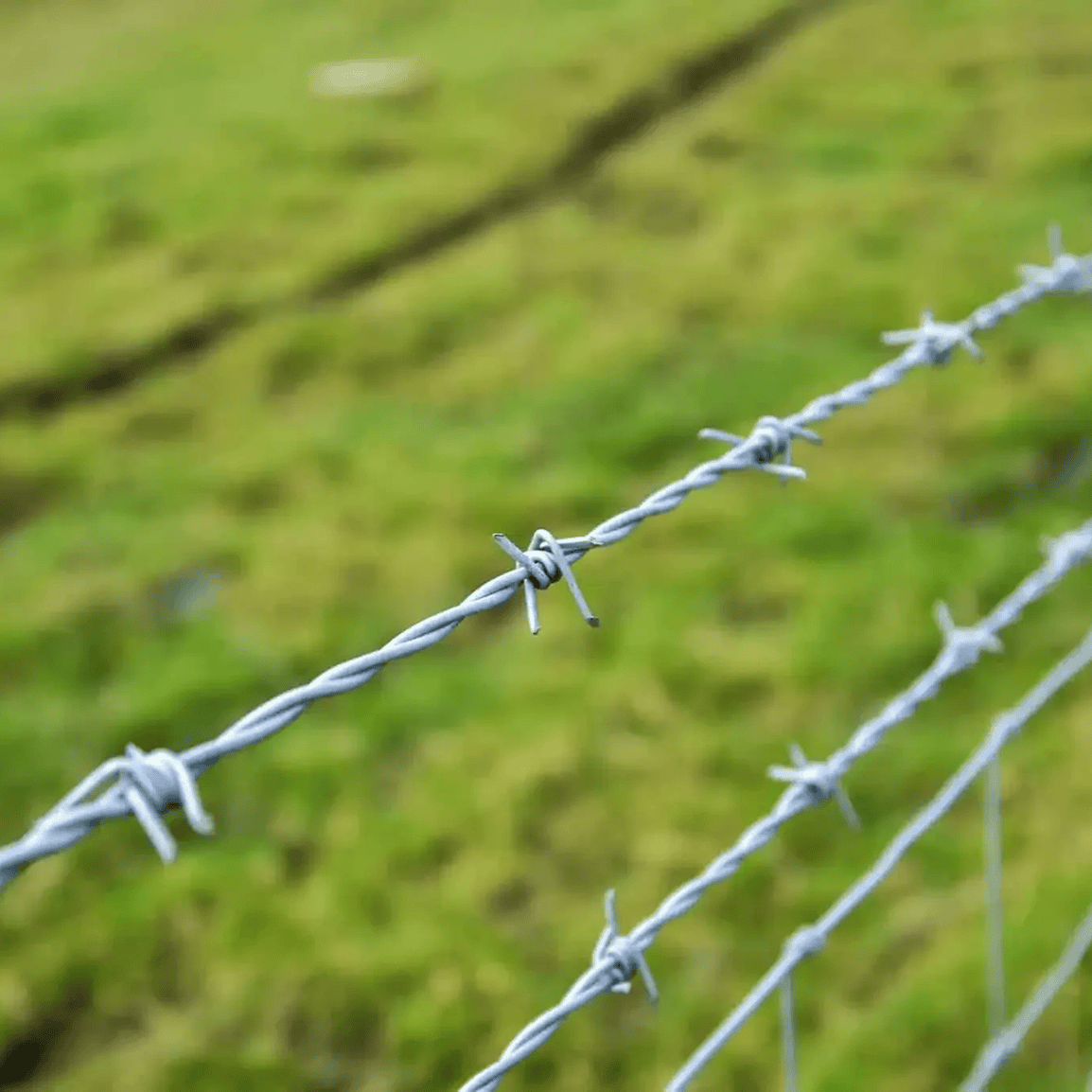 Barbed wire fence against grassy background.
