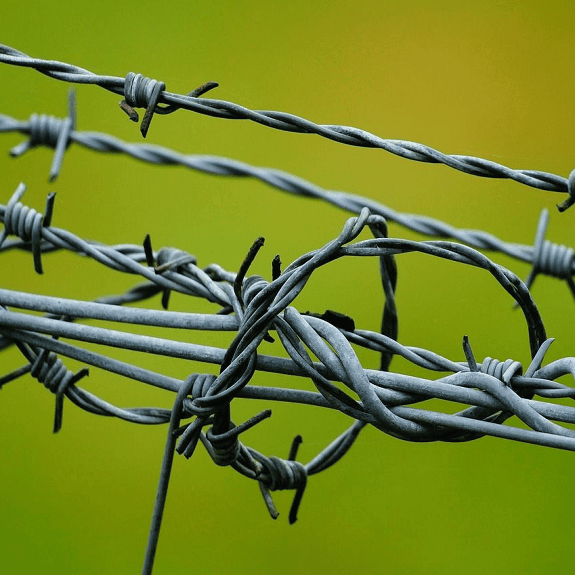 Barbed wire against green blurred background.