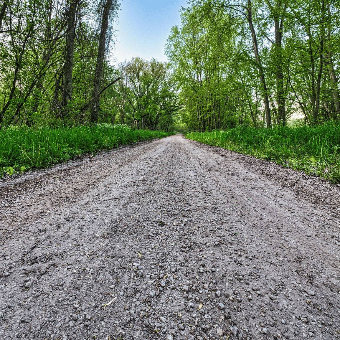 Dirt path through lush green forest.